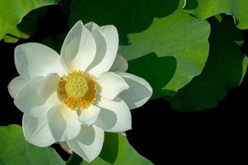 Photo, lotus flower, pink flowers, lotus, 