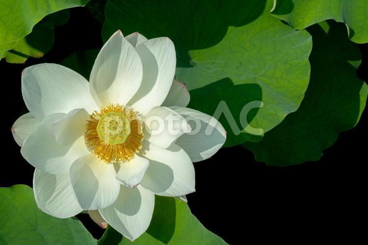 真上から見た蓮の花 蓮の花,ピンクの花,蓮の写真素材