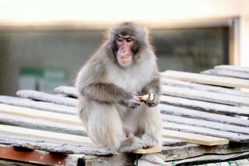りんごを食べるニホンザル 猿,ニホンザル,動物の写真素材