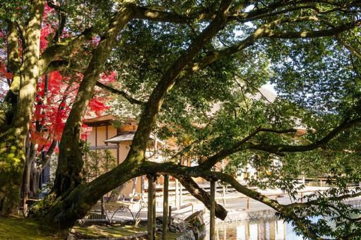 秋の有備館⒃ 秋,紅葉,モミジの写真素材