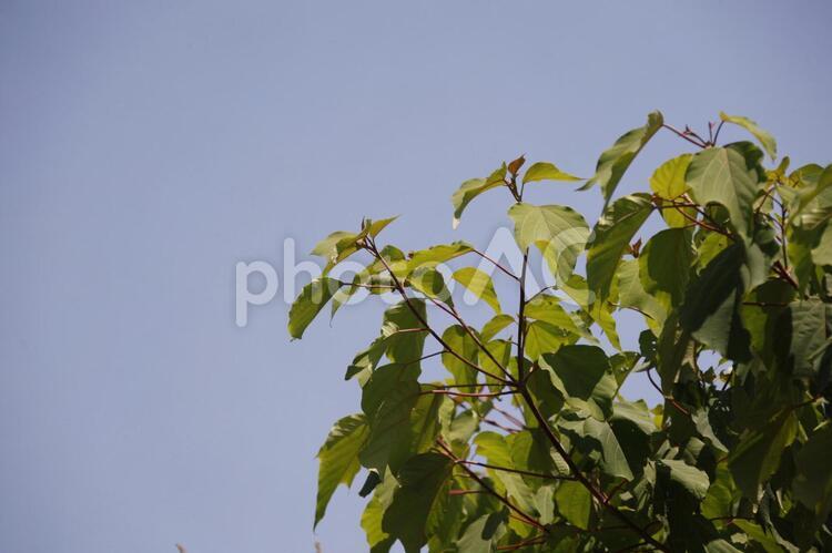 青空とスペース 新緑,植物,自然の写真素材