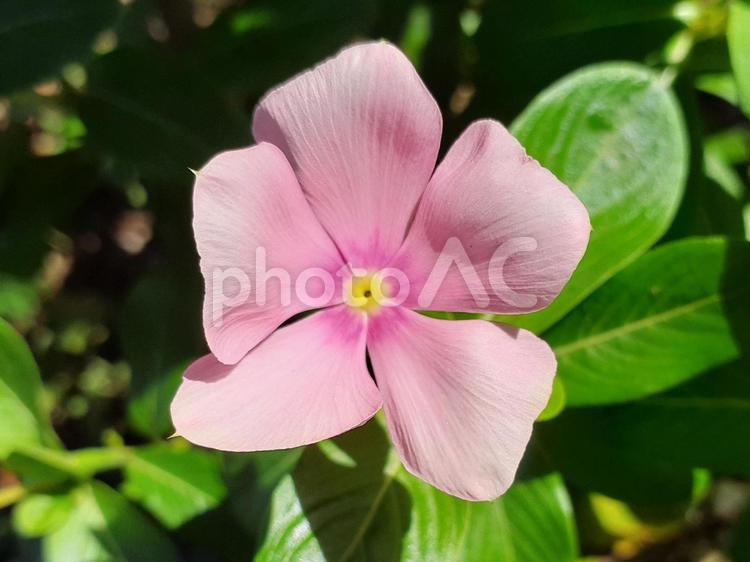 日に照らされるピンクの日々草 日々草,ニチニチソウ,花の写真素材