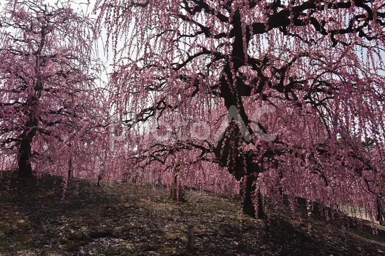 鈴鹿の森庭園　しだれ梅 風景,しだれ梅,春の写真素材