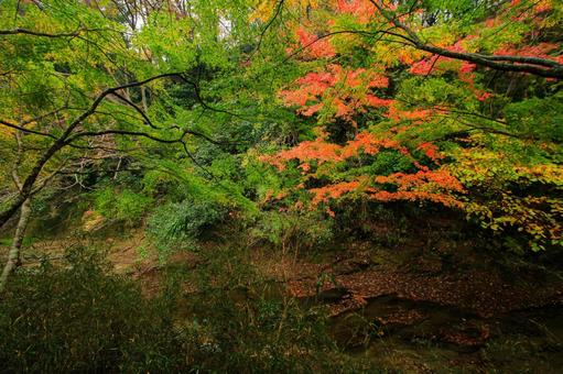 養老渓谷 養老渓谷,筒森もみじ谷,紅葉の写真素材
