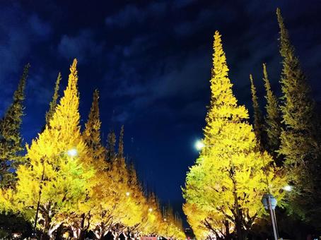 夜空を彩る黄金色のイチョウ並木 夜空を彩る黄金色のイチョウ並木 イチョウ,紅葉,銀杏並木の写真素材