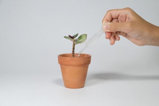 スポイトで小さな植物に水やりをする手 観葉植物,植木鉢,小さいの写真素材