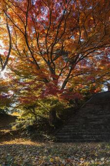 紅葉した大木と石段のある風景 紅葉,もみじ,モミジの写真素材