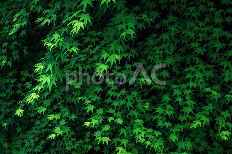 青もみじが覆い尽くす新緑の背景 新緑,背景,モミジの写真素材