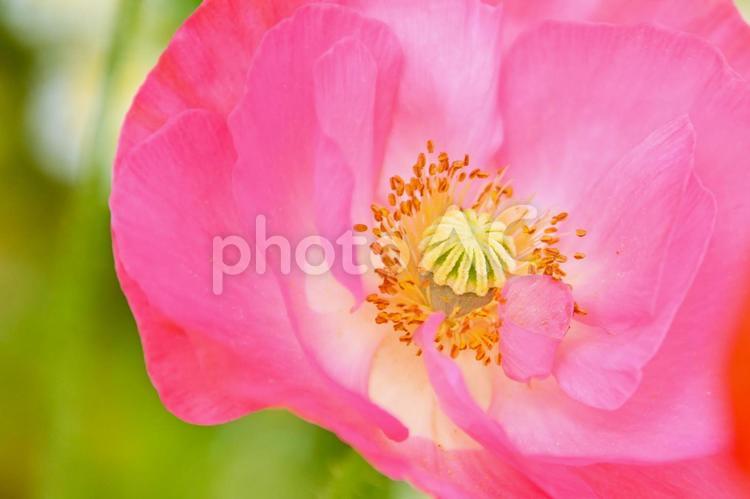 可愛くて美しいポピーの花 ポピー,満開,綺麗の写真素材