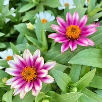 花★ジニア（百日草） 花,ジニア,百日草の写真素材