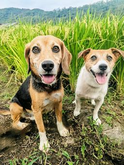 稲ができてきたよ 稲ができてきたよ 犬,ビーグル,ジャックラッセルテリアの写真素材