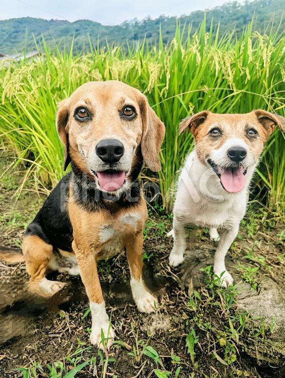 稲ができてきたよ 犬,ビーグル,ジャックラッセルテリアの写真素材