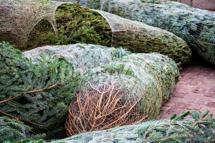 クリスマス用のモミの木　フランス モミの木,クリスマス,アドベントの写真素材