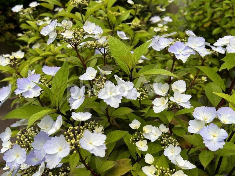 ガクアジサイ（額紫陽花） ガクアジサイ,がくあじさい,額紫陽花の写真素材