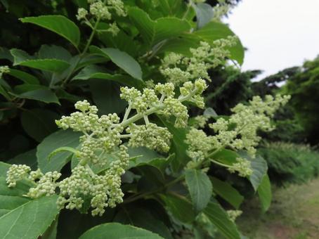 Photo, nori tougi, bud, plant, 