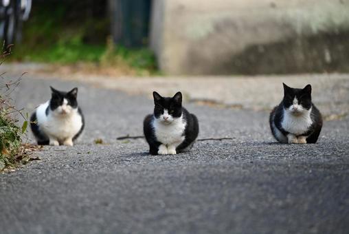 浄瑠璃寺のニャンズ　秋編 猫,動物,屋外の写真素材