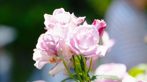 バラ バラ,花,植物の写真素材