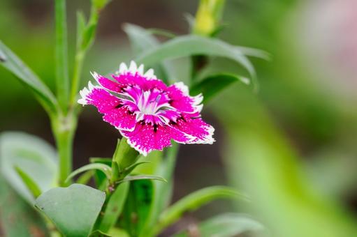 セキチク⑸ 花,セキチク,バイカラーの写真素材