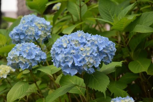 Photo, hydrangea, flower, plant, 