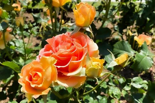 太陽の下で咲くオレンジ色のバラ 薔薇,花,オレンジの写真素材