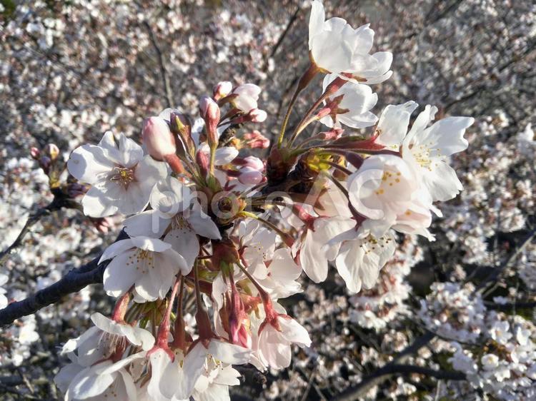 桜　さくら　八千代市　青空　お花見に！ 桜,さくら,八千代市の写真素材