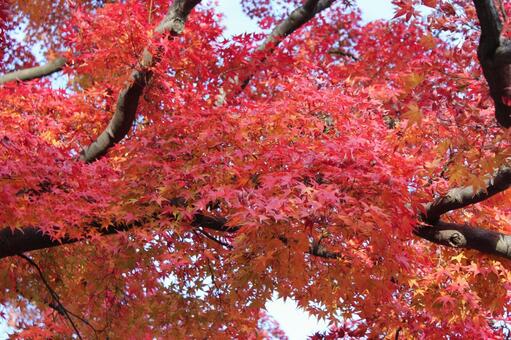 紅葉3 紅葉,もみじ,赤の写真素材