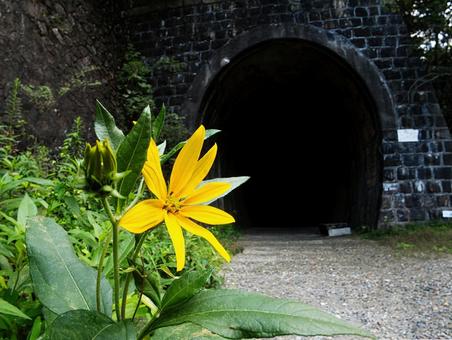 廃線のトンネルと花 廃線のトンネルと花 トンネル,花,廃線の写真素材