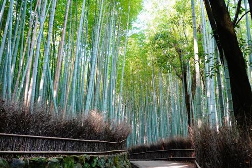 Kyoto Arashiyama Sagano Going through the small path of the bamboo grove Kyoto Arashiyama Sagano Going through the small path of the bamboo grove