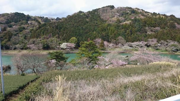春の公園と池の風景 春の公園と池の風景 公園,春,桜の写真素材