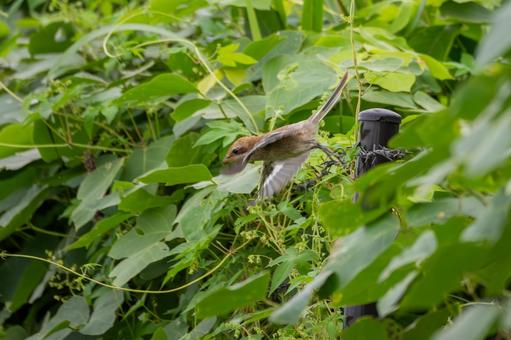 モズの若鳥(31)の写真