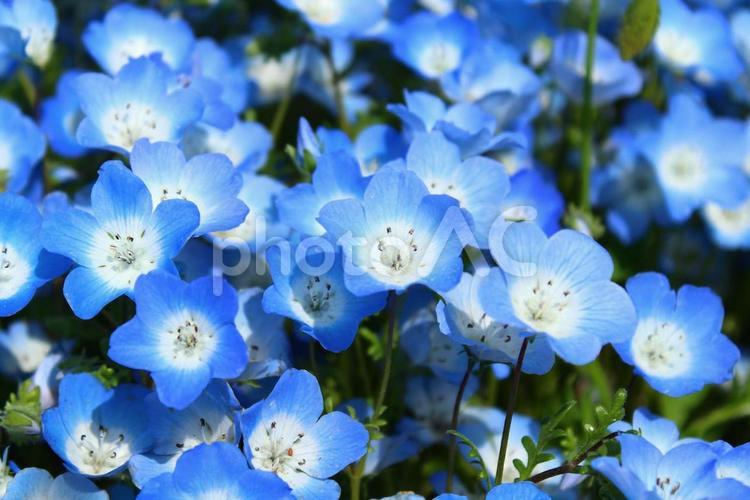 茨城　国営ひたち海浜公園　ネモフィラ 茨城,国営ひたち海浜公園,ネモフィラの写真素材