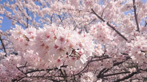 桜 桜の写真