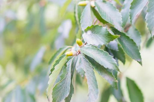 どんぐり どんぐり,秋,緑の写真素材