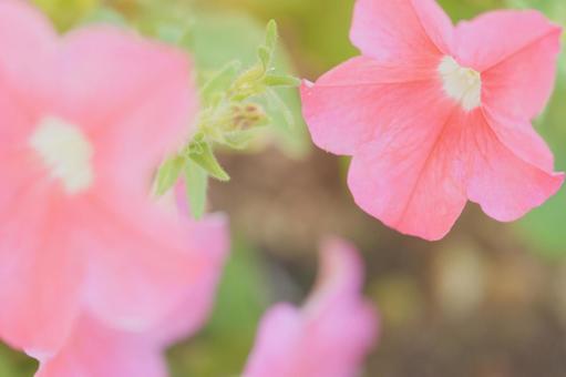 優しいピンクのペチュニアの写真