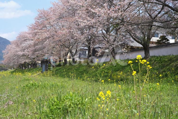 散り染めの桜堤 桜,菜の花,河原の写真素材