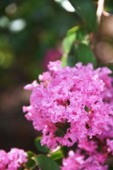 Crape myrtle, JPG Crape myrtle, JPG