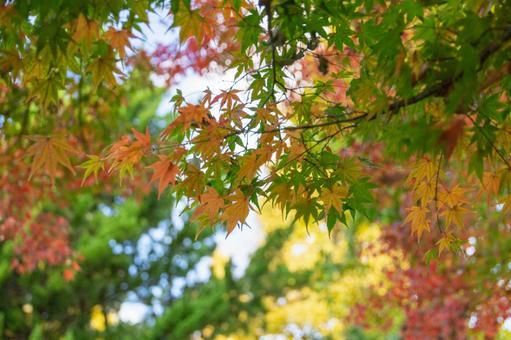 秋の気配・色づくモミジ 秋の気配・色づくモミジ 紅葉,紅葉狩り,モミジの写真素材