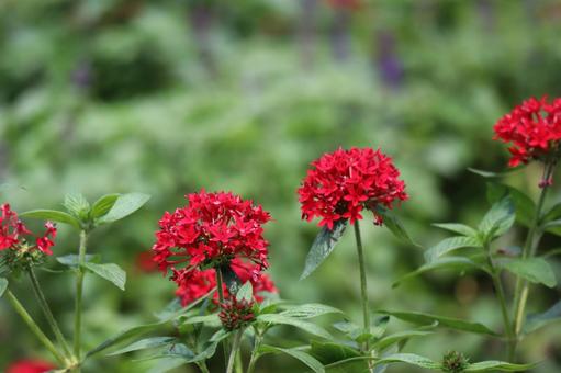 緑の葉と赤いクササンタンカの花の咲く風景 緑の葉と赤いクササンタンカの花の咲く風景の写真