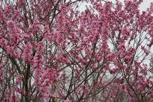 Sakura 19, JPG