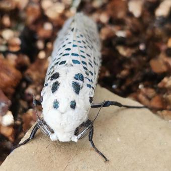 ゴマフボクトウ ゴマフボクトウの写真