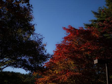 真っ赤に色づいた紅葉と秋の空 秋,青空,快晴の写真素材