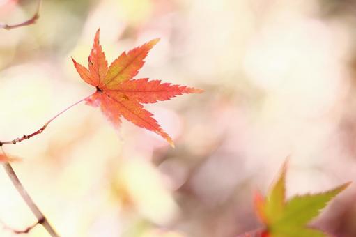 あたたかな光の中の紅葉 あたたかな光の中の紅葉 紅葉,秋,もみじの写真素材