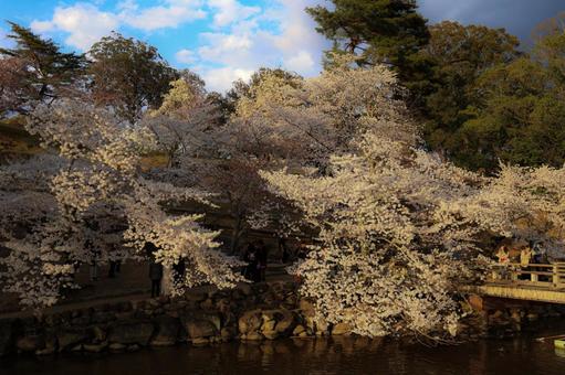 奈良公園の桜 奈良公園の桜の写真