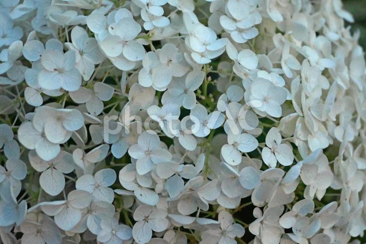日暮れのアナベル アナベル,紫陽花,アジサイの写真素材