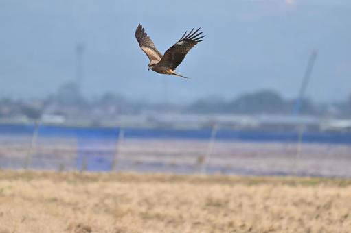 Black Kite, JPG