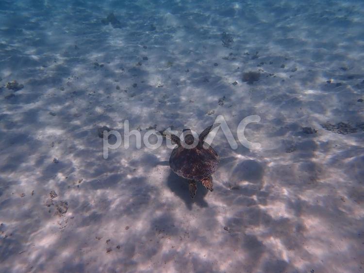 アオウミガメ ウミガメ,沖縄,海の写真素材