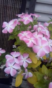 桃色の花 桃色の花の写真