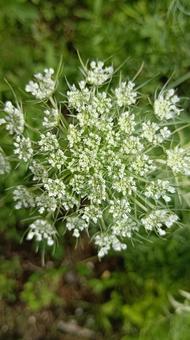 人参の花 人参の花の写真