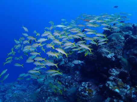グアムの海の魚の群れ グアムの海の魚の群れ 魚の群れ,魚群,魚の写真素材