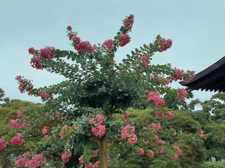 さるすべり さるすべり 百日紅,ピンクの花,ヒャクジツコウの写真素材